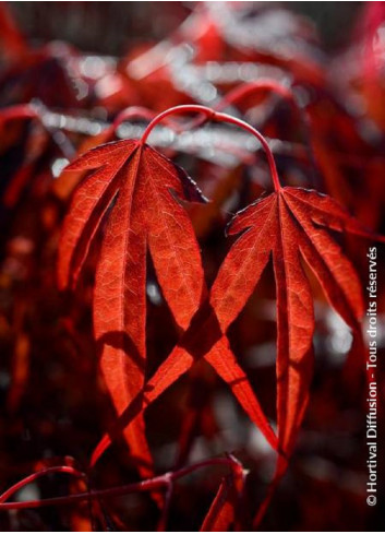 ACER palmatum ENKAN