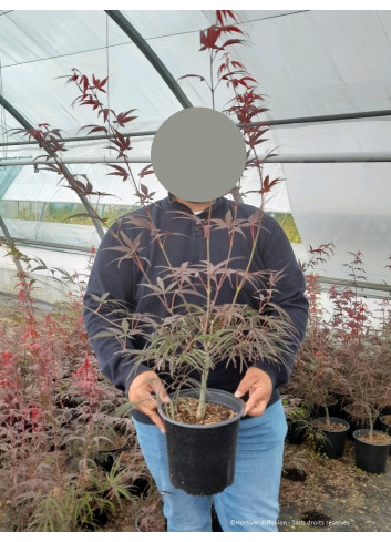 ACER palmatum ENKAN En pot de 4-5 litres forme buisson