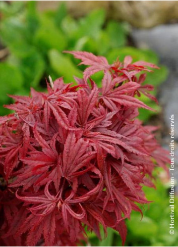 ACER palmatum SHAINA