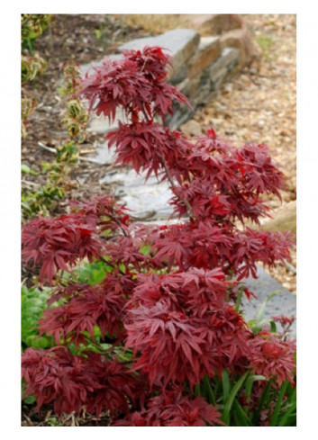 ACER palmatum SHAINA