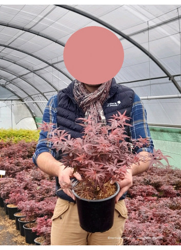 ACER palmatum SHAINA En pot de 4-5 litres forme buisson