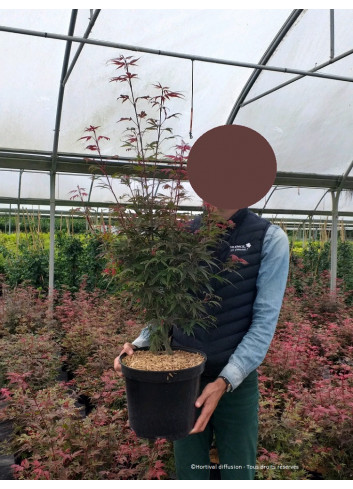 ACER palmatum SHAINA En pot de 10-12 litres forme buisson