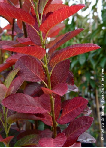 AMELANCHIER canadensis OCTOBER FLAME