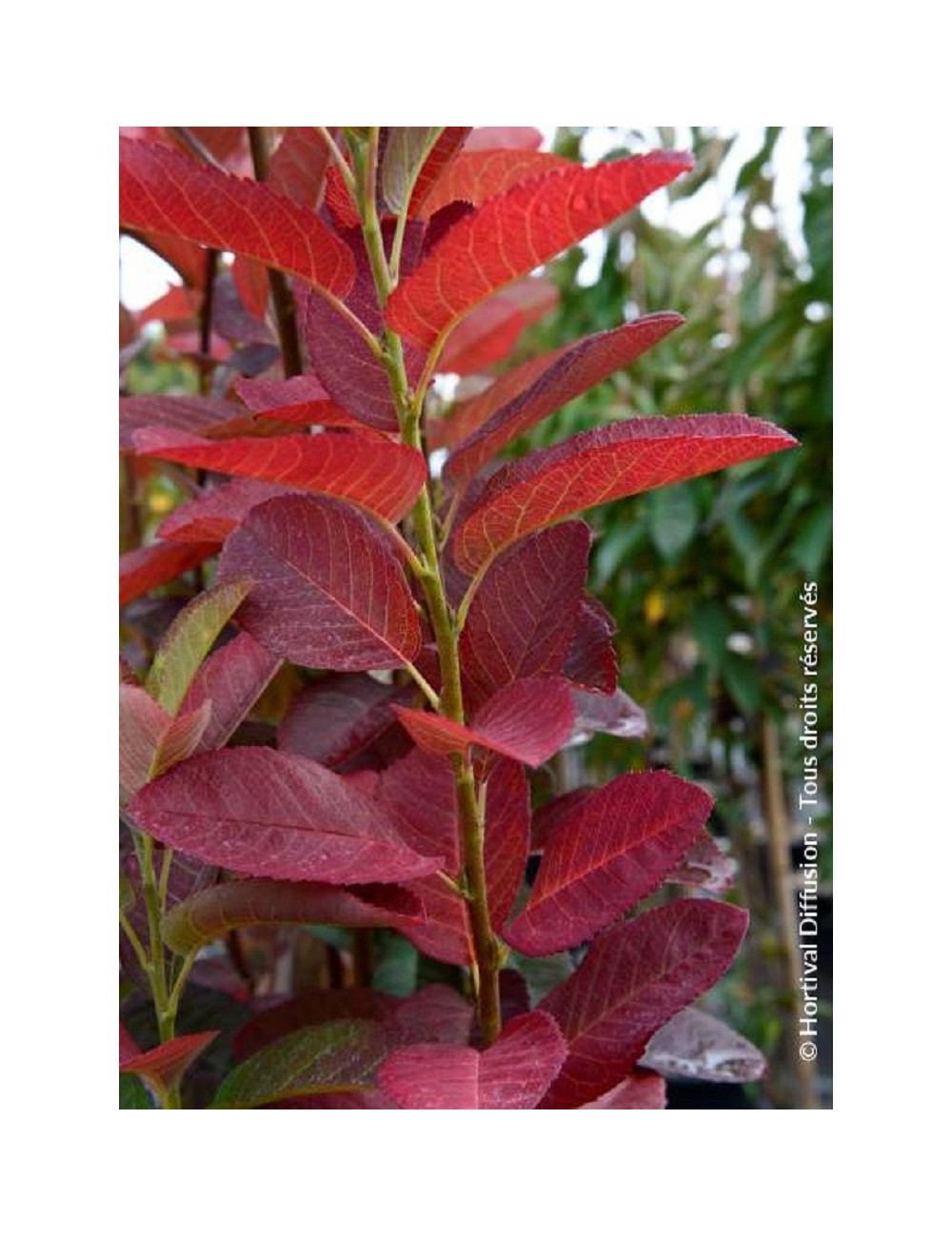 AMELANCHIER canadensis OCTOBER FLAME