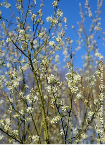 AMELANCHIER canadensis OCTOBER FLAME