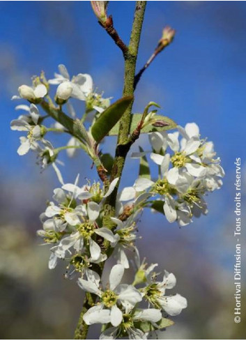 AMELANCHIER canadensis OCTOBER FLAME