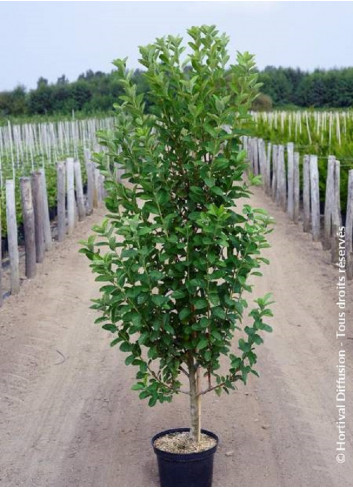 AMELANCHIER canadensis OCTOBER FLAME En pot de 10-12 litres forme quenouille