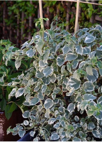 HYDRANGEA petiolaris SILVER LINING