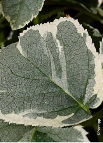 HYDRANGEA petiolaris SILVER LINING