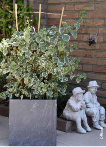 HYDRANGEA petiolaris SILVER LINING