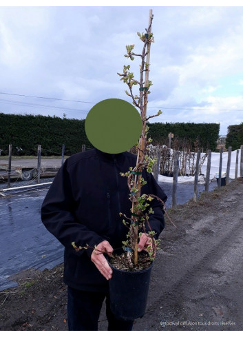 HYDRANGEA petiolaris SILVER LINING En pot de 4-5 litres