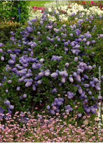 CEANOTHUS thyrsiflorus REPENS