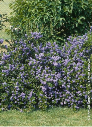 CEANOTHUS thyrsiflorus REPENS