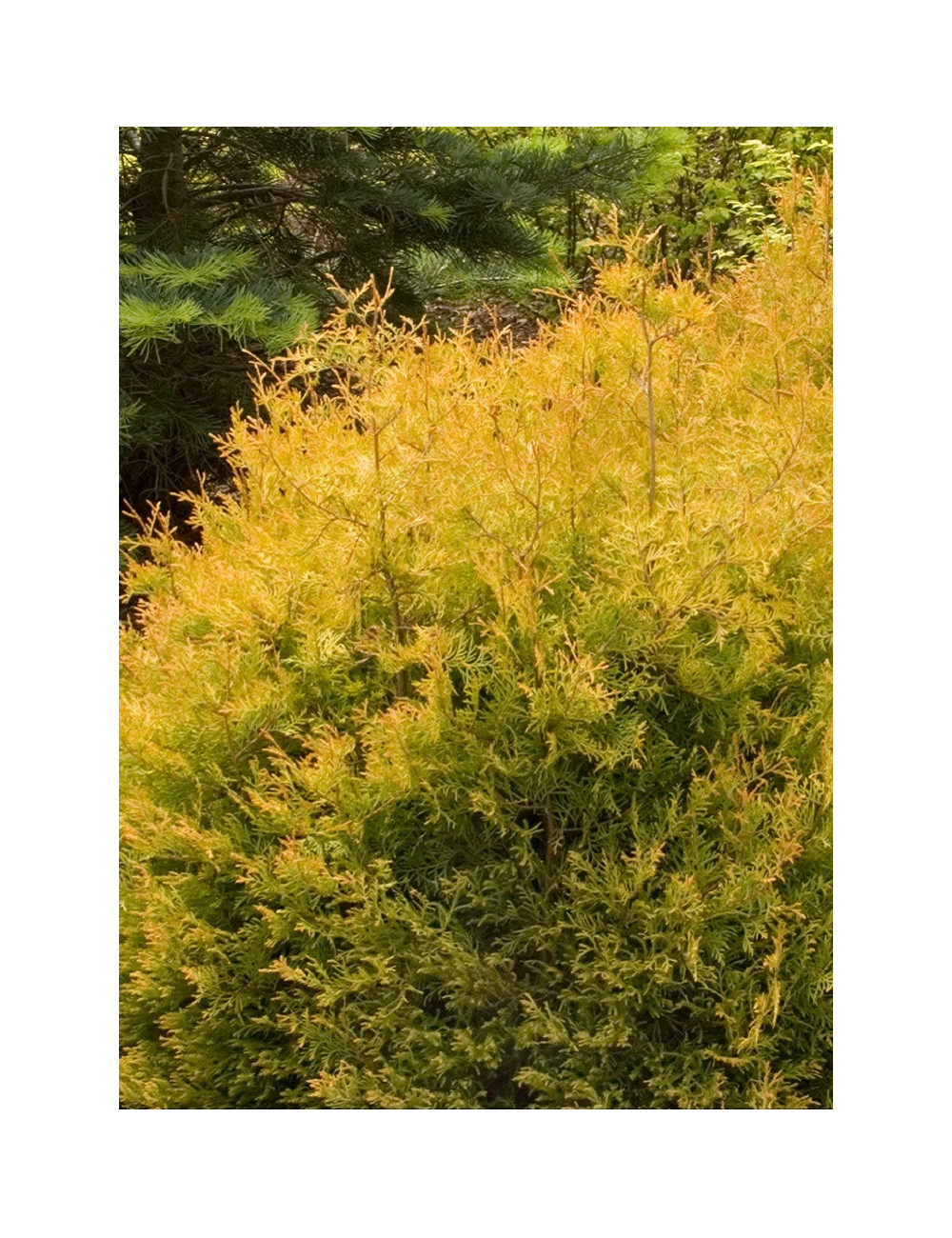 THUJA occidentalis RHEINGOLD