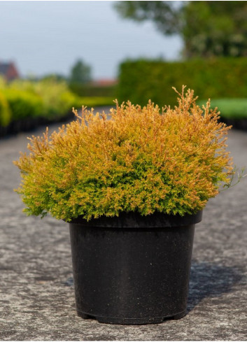 THUJA occidentalis RHEINGOLD En pot de 7-10 litres