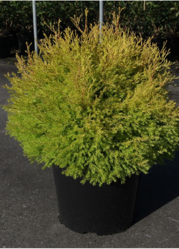 THUJA occidentalis RHEINGOLD En pot de 15-20 litres