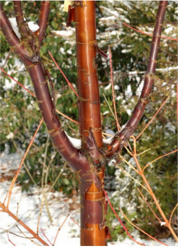 PRUNUS serrula AMBER SCOTS