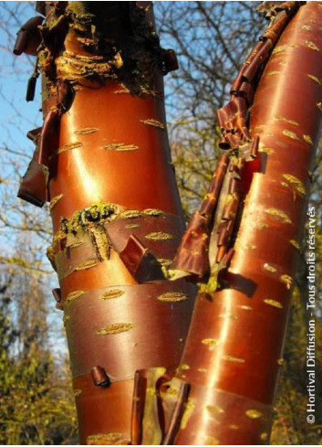 PRUNUS serrula AMBER SCOTS