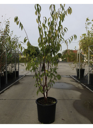 PRUNUS serrula AMBER SCOTS En pot de 25-30 litres