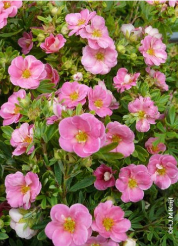 POTENTILLA fruticosa PINK PARADISE