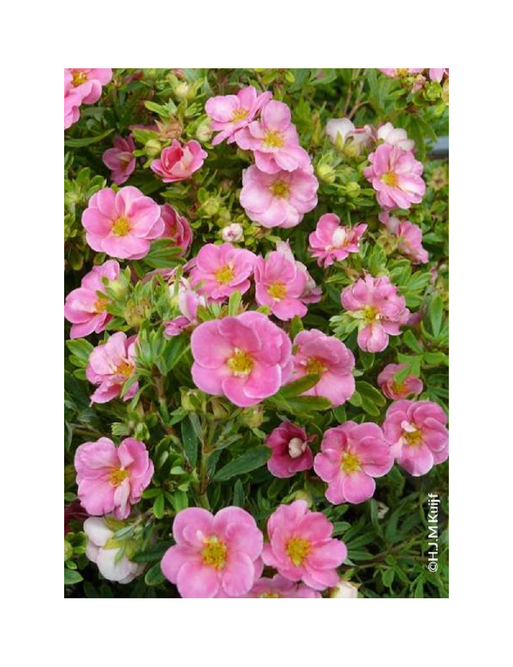 POTENTILLA fruticosa PINK PARADISE