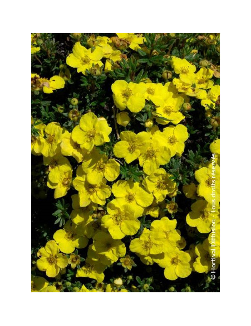 POTENTILLA fruticosa KOBOLD