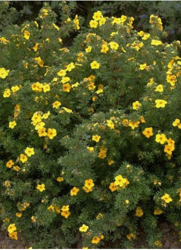 POTENTILLA fruticosa GOLDFINGER