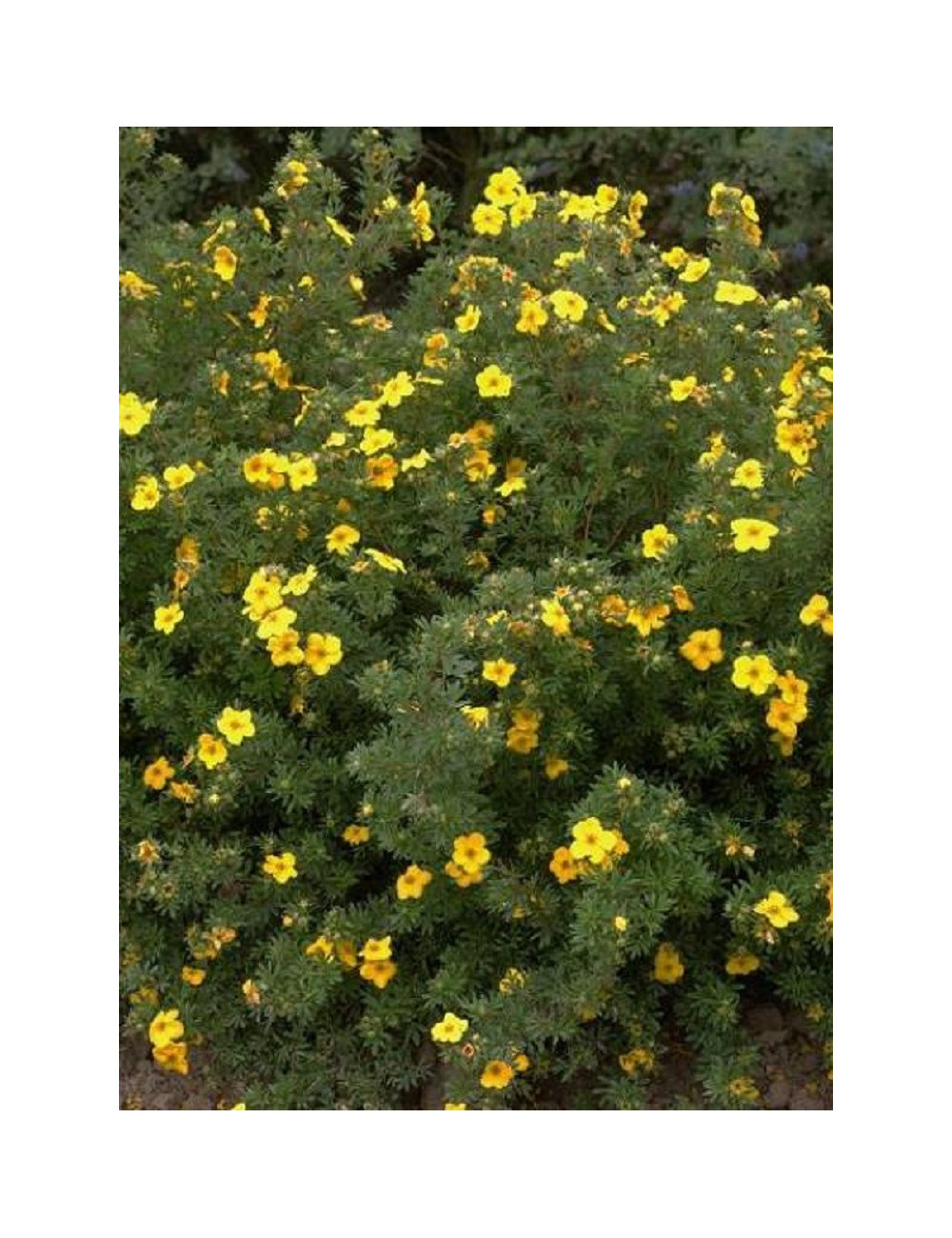 POTENTILLA fruticosa GOLDFINGER