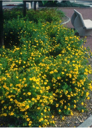 POTENTILLA fruticosa GOLDFINGER