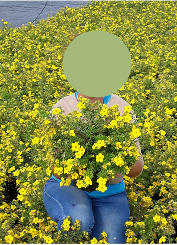 POTENTILLA fruticosa GOLDFINGER En pot de 4-5 litres