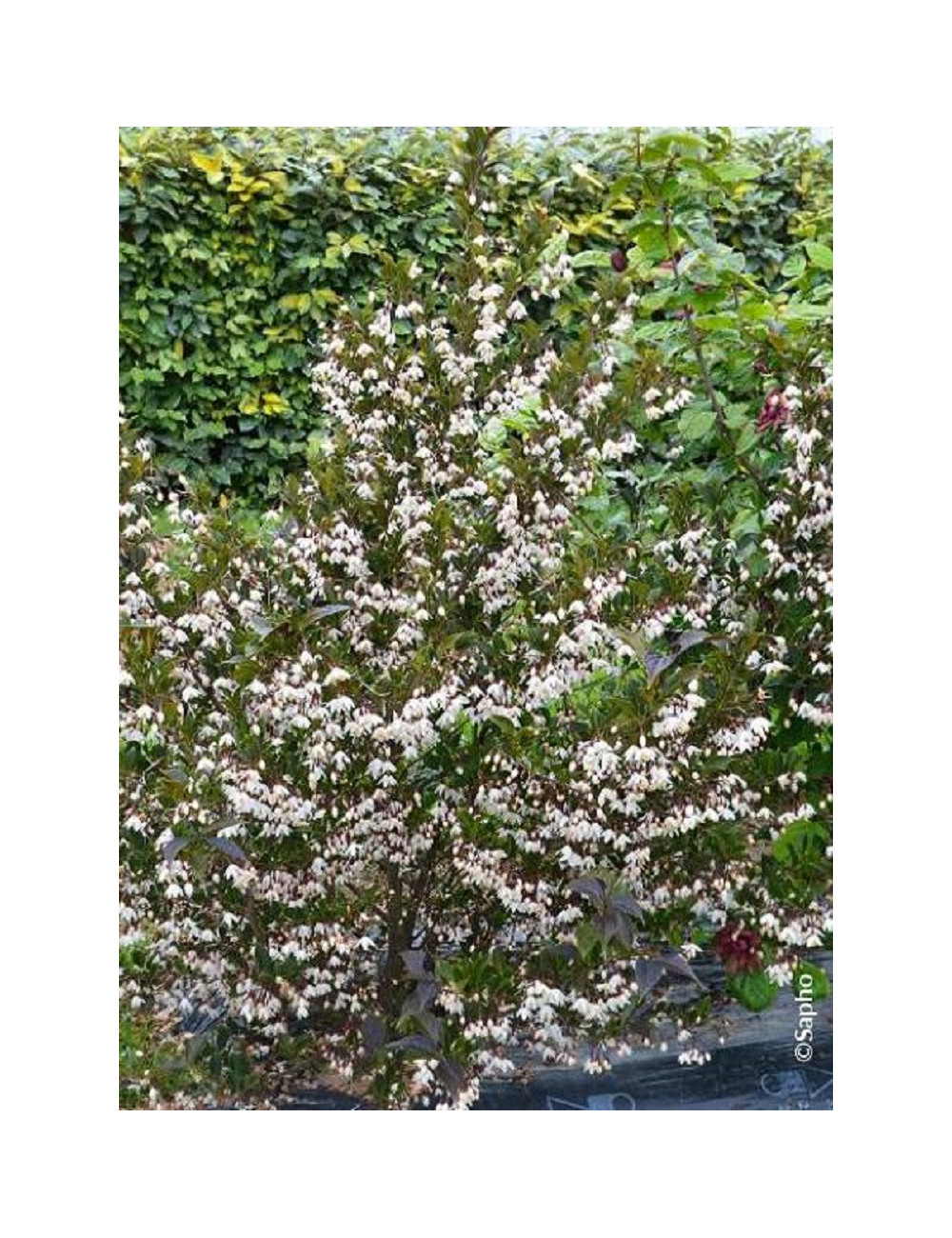 STYRAX japonicus EVENING LIGHT