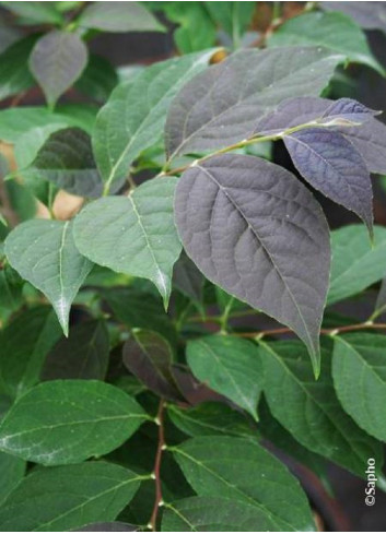 STYRAX japonicus EVENING LIGHT