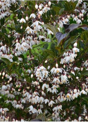 STYRAX japonicus EVENING LIGHT