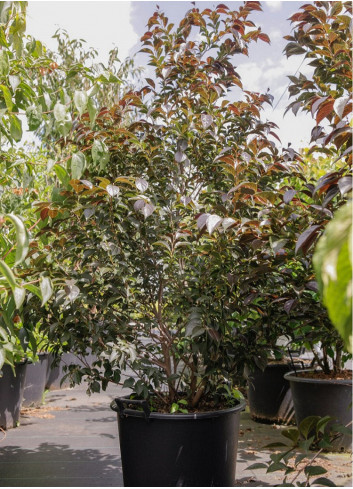 STYRAX japonicus EVENING LIGHT En pot de 35-50 litres