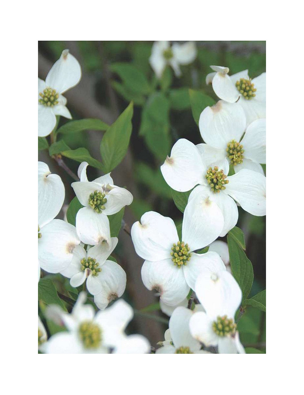 CORNUS florida