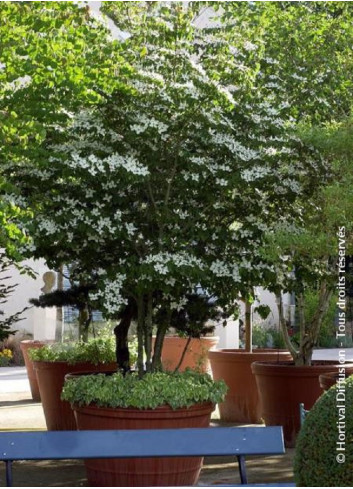 CORNUS florida