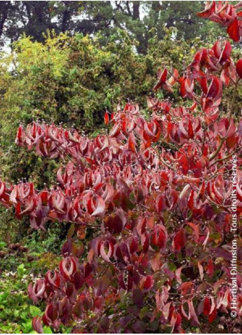 CORNUS florida