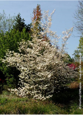 CORNUS florida