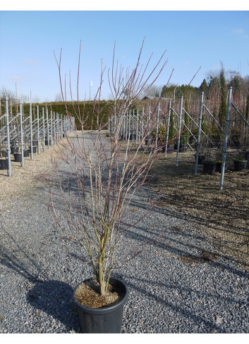 CORNUS florida En pot de 25-30 litres