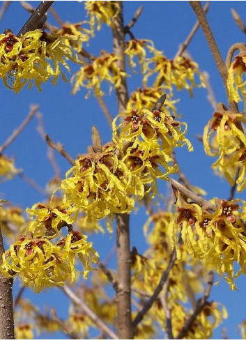 HAMAMELIS intermedia ARNOLD PROMISE