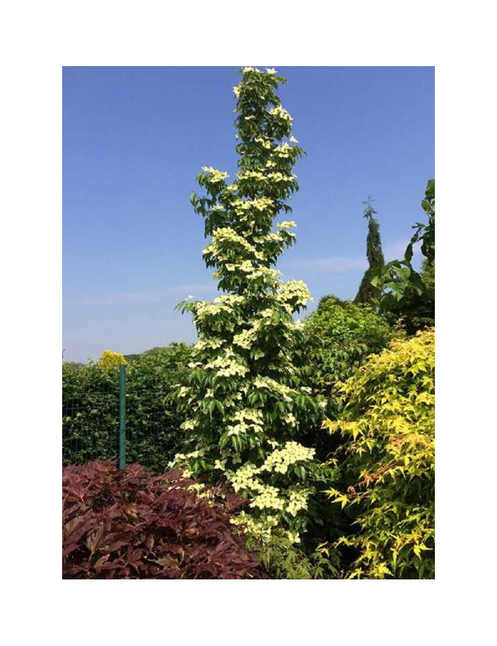 CORNUS kousa FLOWER TOWER