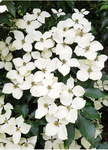 CORNUS kousa FLOWER TOWER