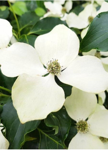 CORNUS kousa FLOWER TOWER