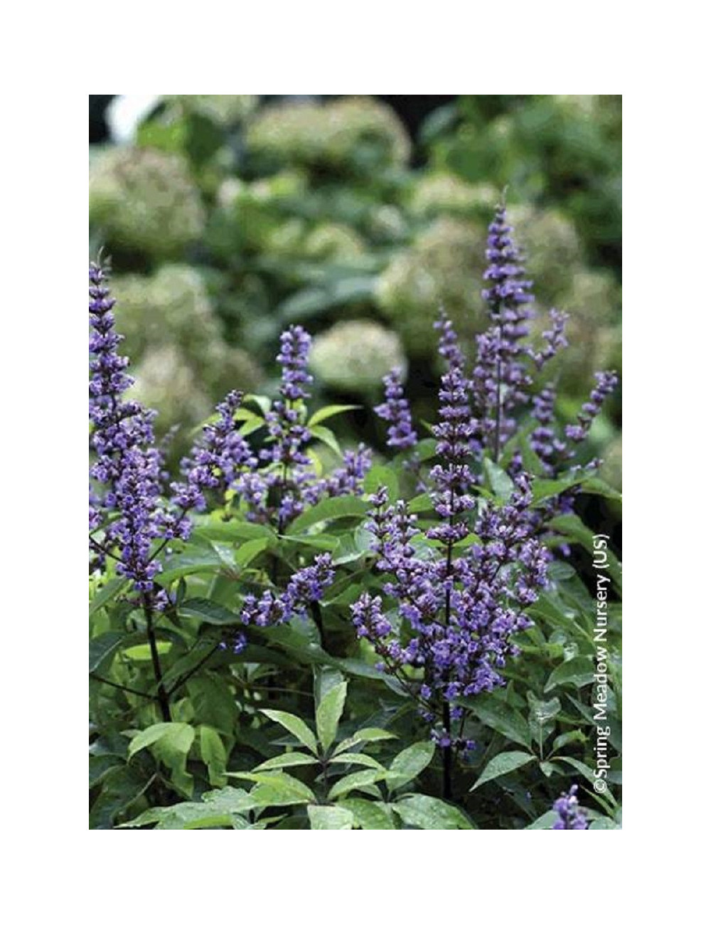 VITEX agnus-castus BLUE DIDDLEY