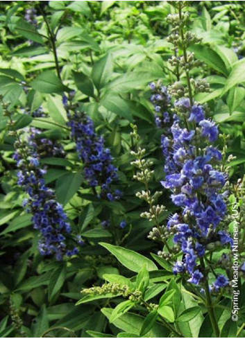 VITEX agnus-castus BLUE DIDDLEY