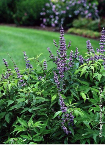 VITEX agnus-castus BLUE DIDDLEY