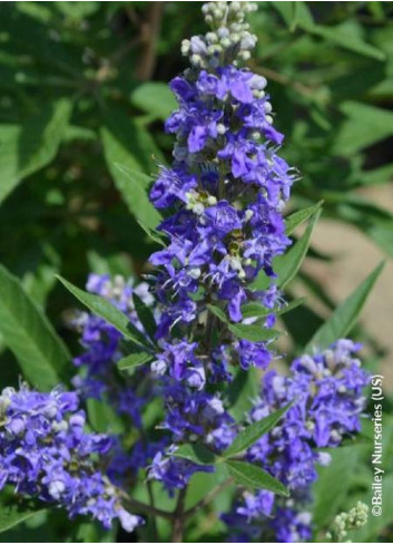 VITEX agnus-castus BLUE PUFFBALL