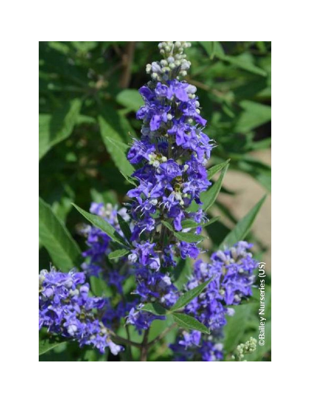 VITEX agnus-castus BLUE PUFFBALL