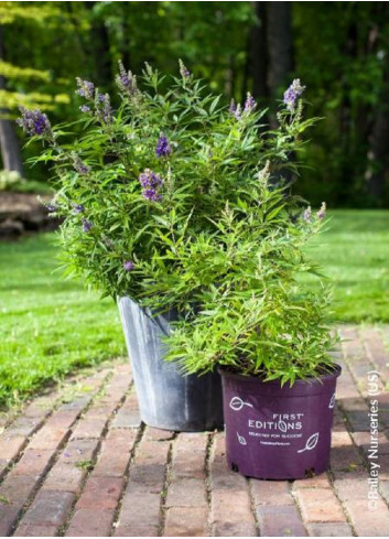 VITEX agnus-castus BLUE PUFFBALL