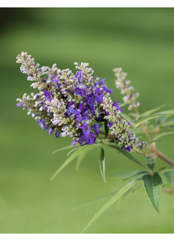 VITEX agnus-castus BLUE PUFFBALL